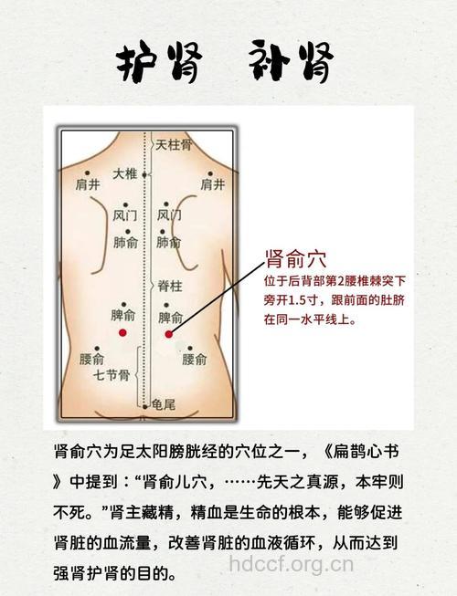 男性养肾的按摩方法