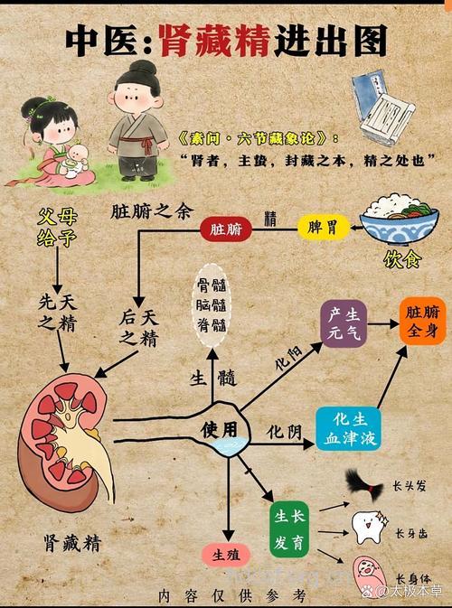 男性怎么养肾藏精