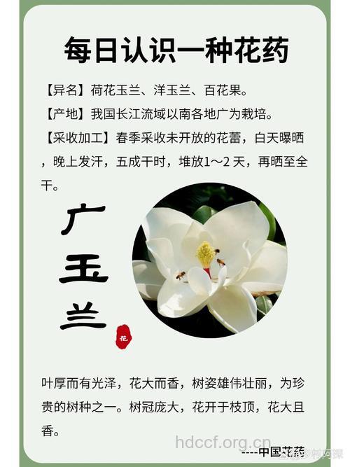 玉兰片的功效与作用