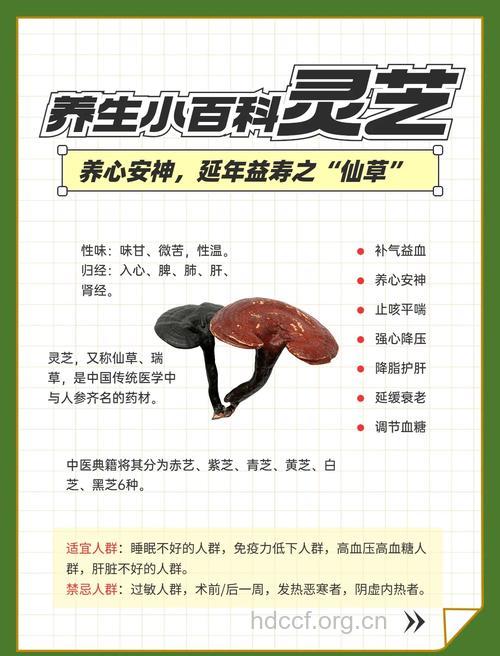 灵芝的功效与作用