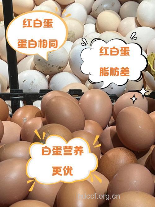 白皮鸡蛋和红皮鸡蛋哪种营养更高