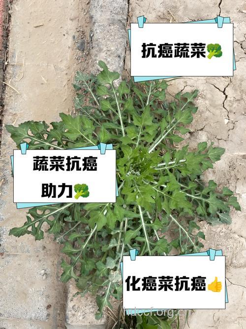 野菜多吃会导致癌症