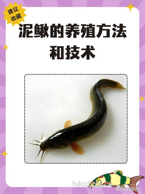 泥鳅的功效与作用