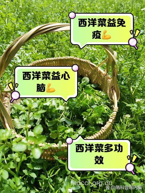 西洋菜的功效与作用