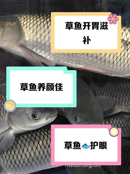 草鱼的功效与作用