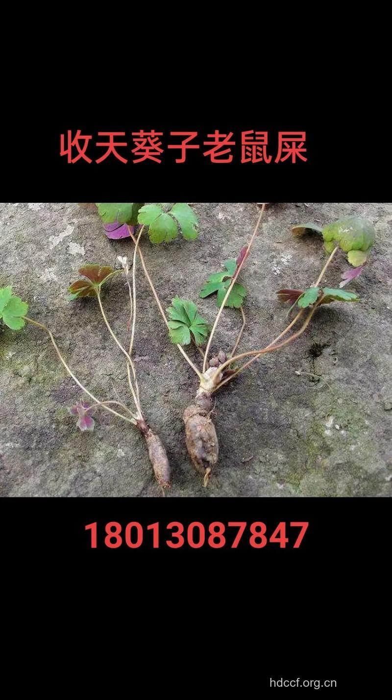 紫背天葵防癌保健