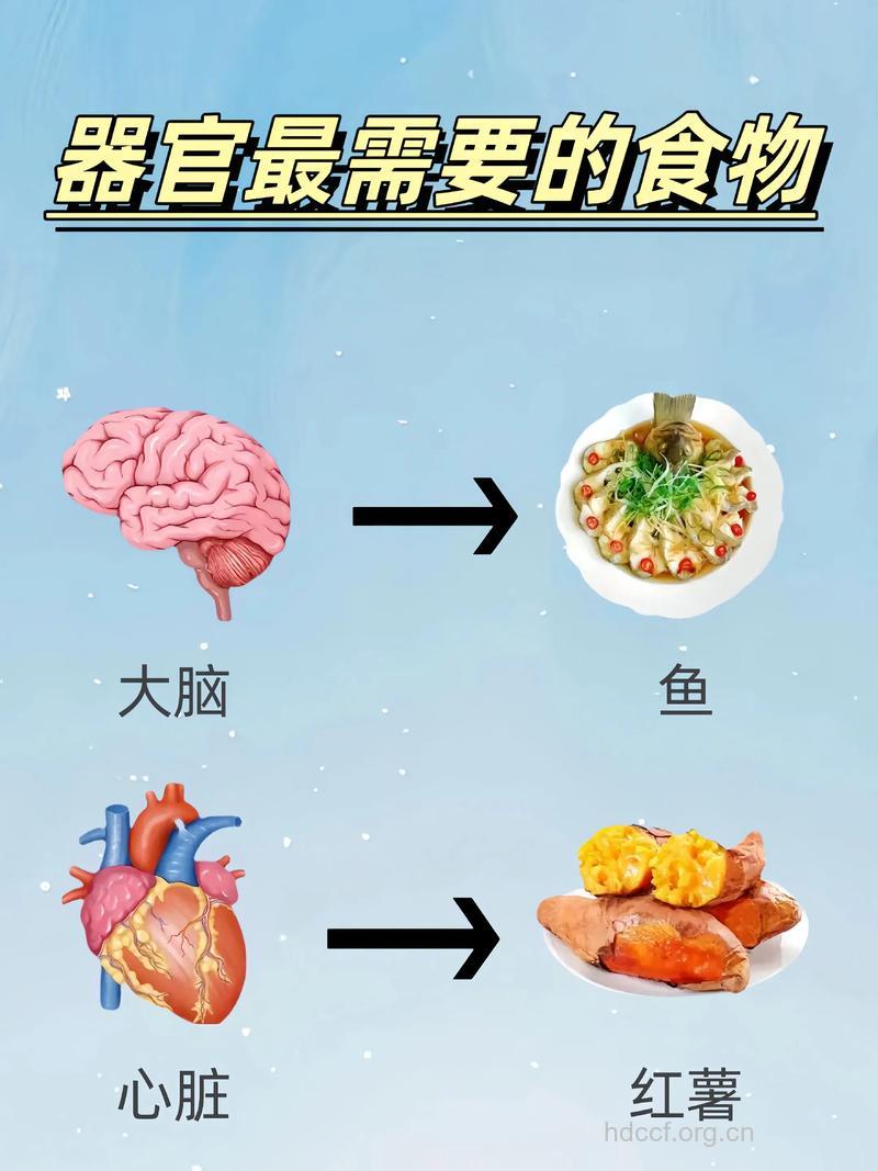 身体各器官对不同食物的需求