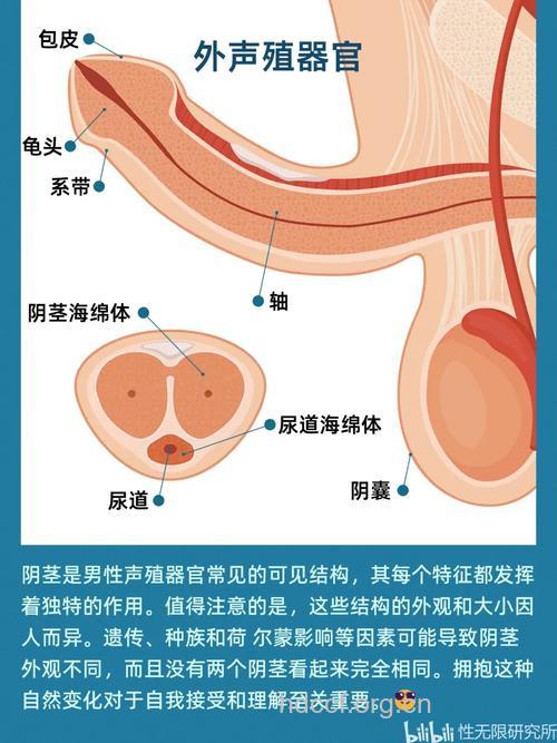 男性生理弱点你知多少