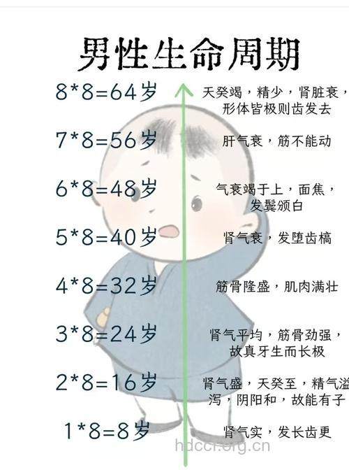 男人保健以“8”为节律