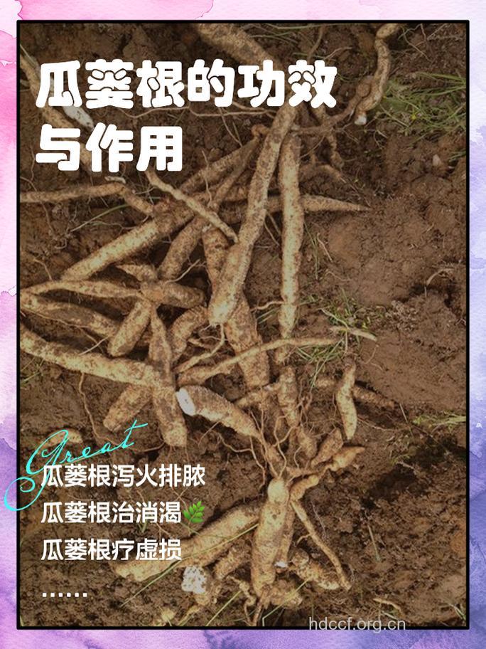 这些果皮菜根能治病 别再丢掉了