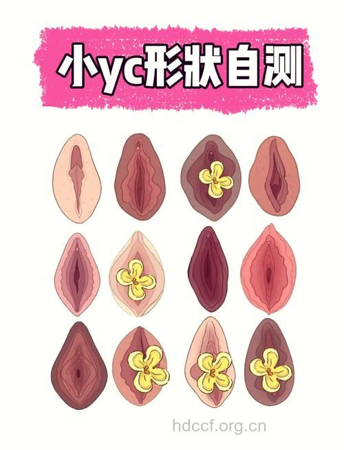 带你了解女性的私处整形