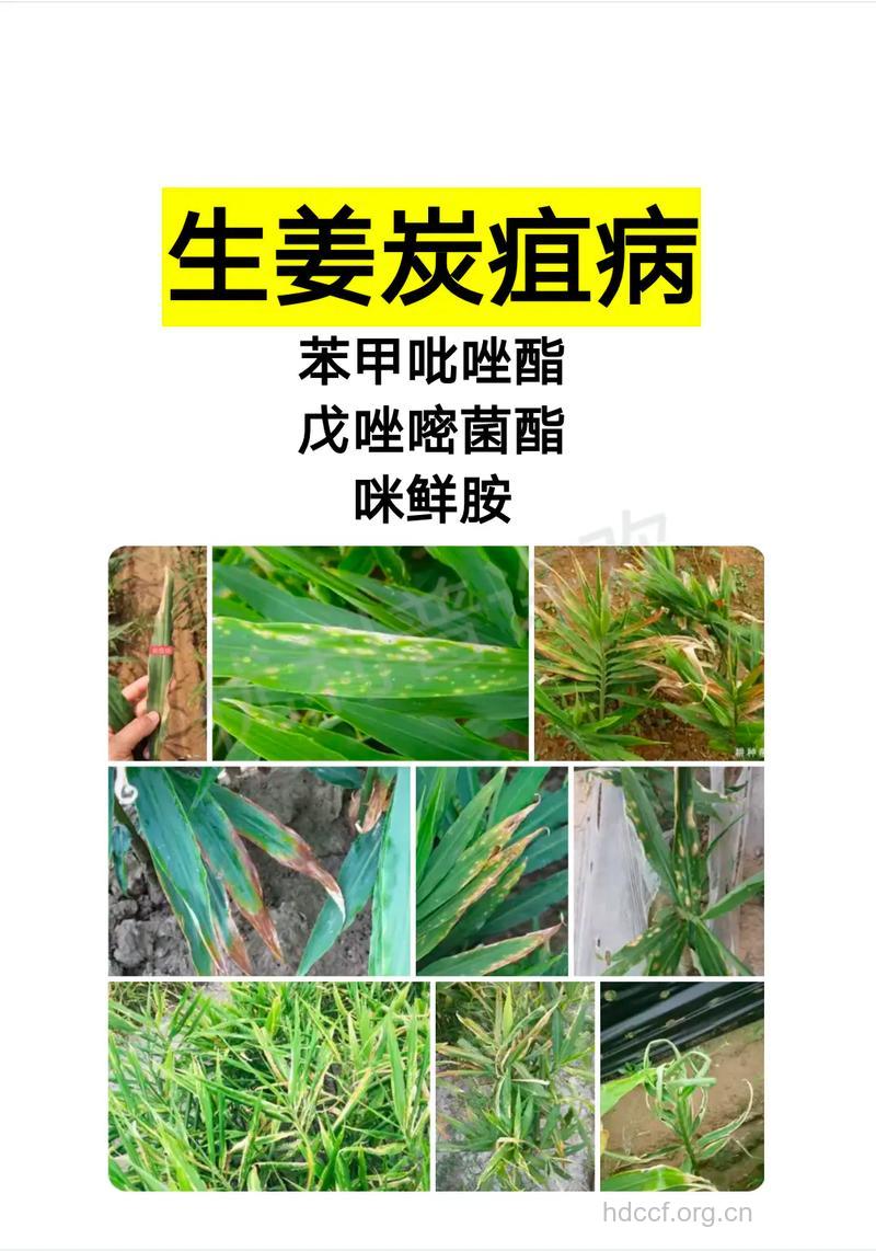 生姜能治疗常见病