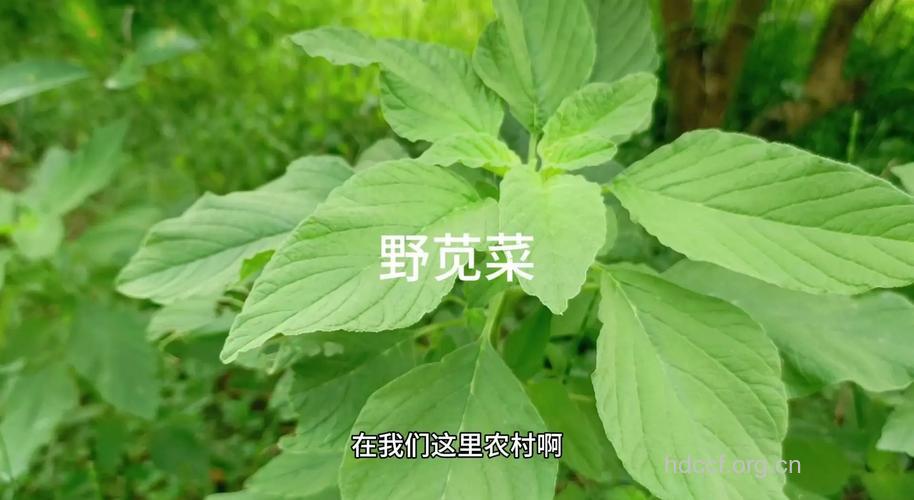 野蔬菜美味又健康