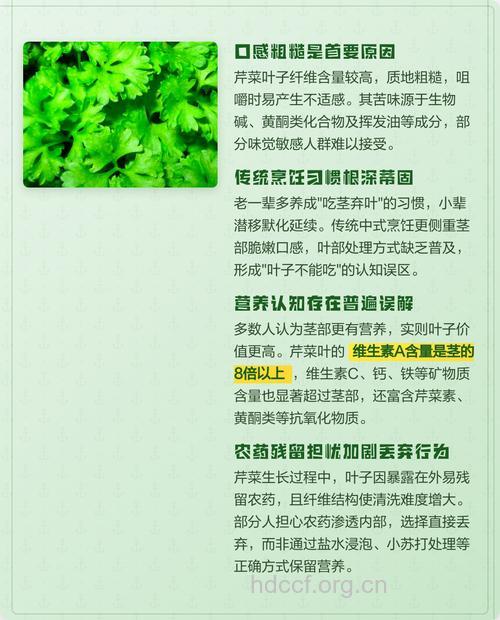芹菜叶营养高