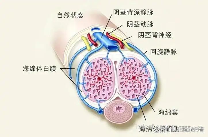 男性阴茎衰老有哪些标志