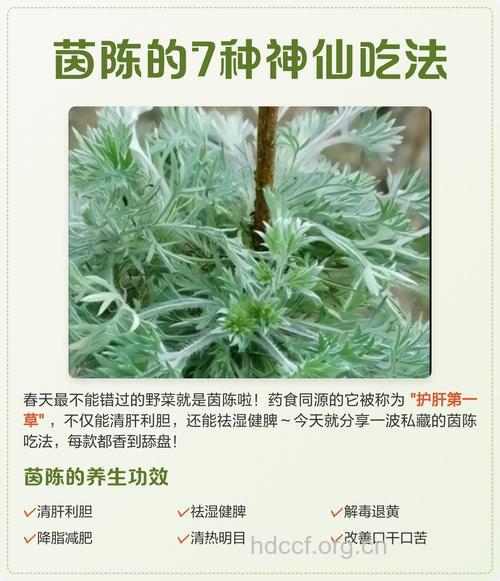 茵陈的食用方法