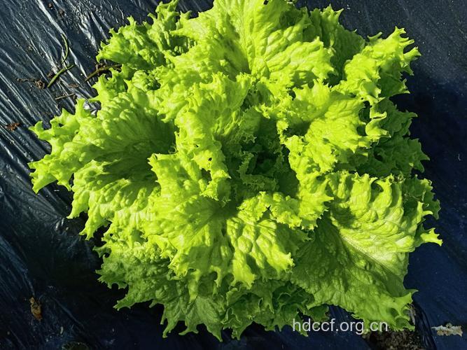 西生菜与生菜哪个好?