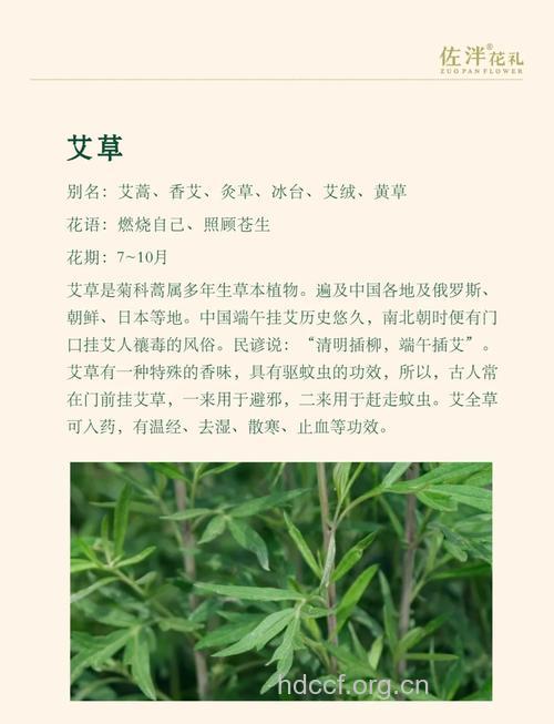 艾蒿的功效与作用