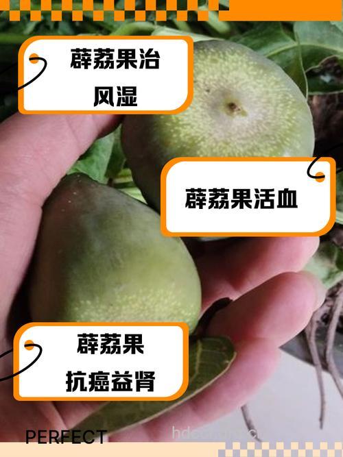 薜荔果的营养价值是什么?