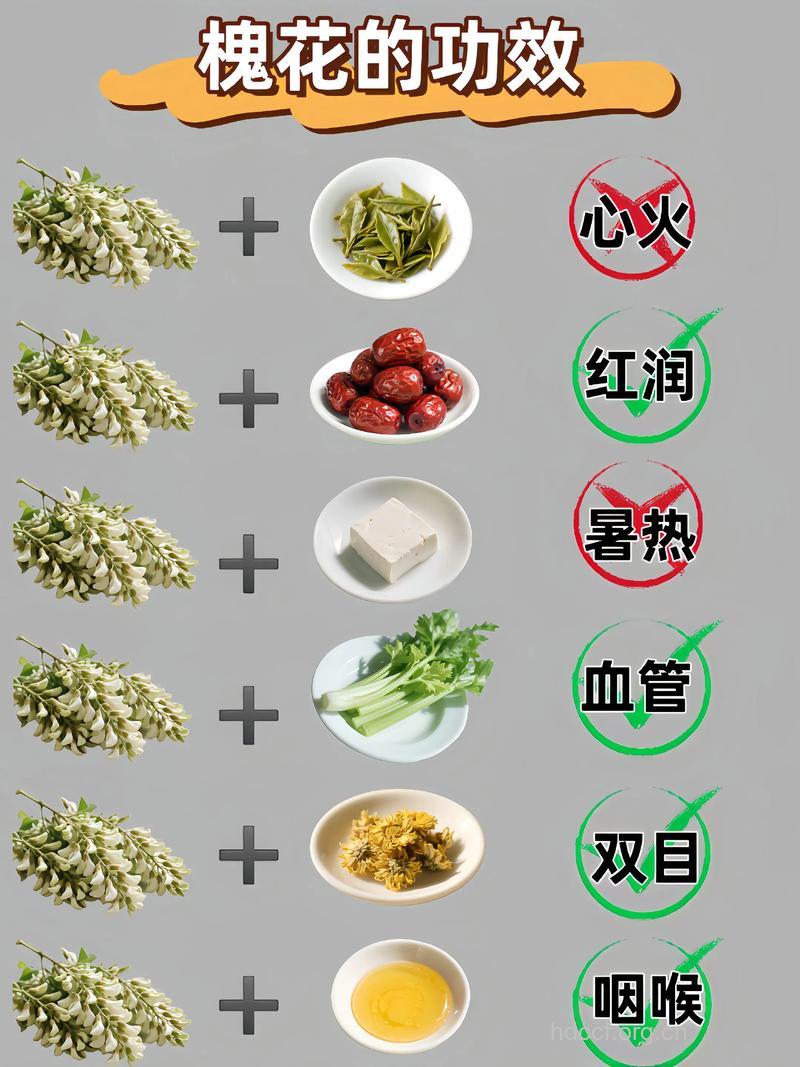 槐花的功效与作用是什么