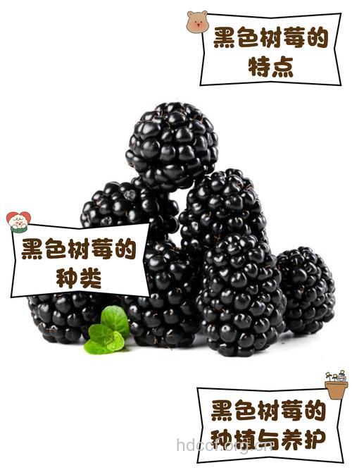 什么水果可以帮助黑发柔顺