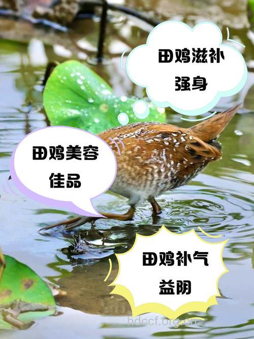 田鸡的功效与作用