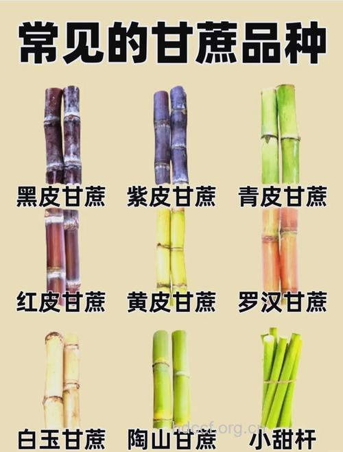 甘蔗的功效与作用