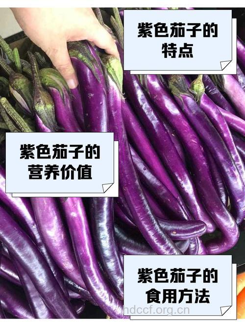 夏季紫色蔬菜之茄子做法大全