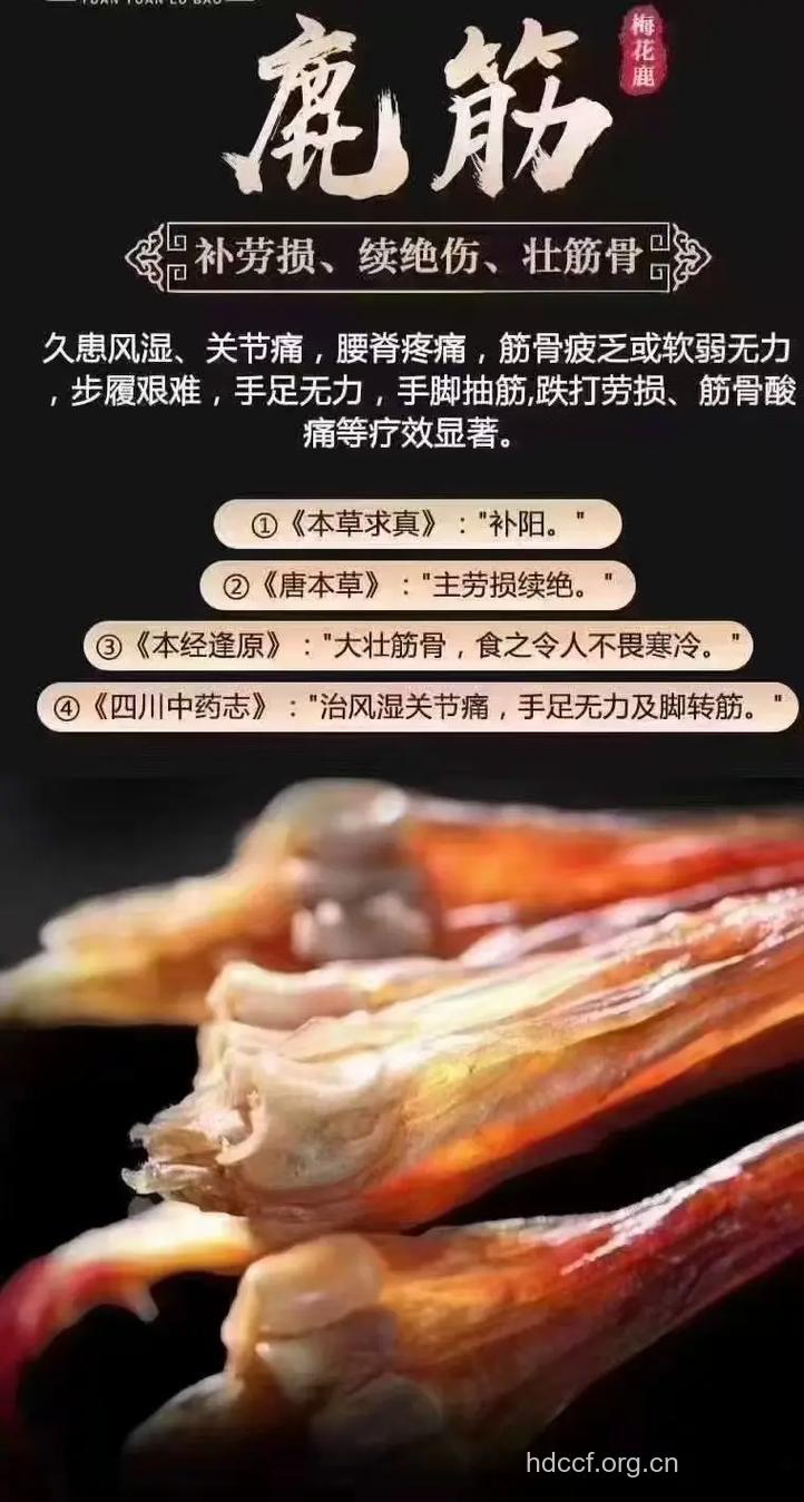 鹿筋的功效与作用