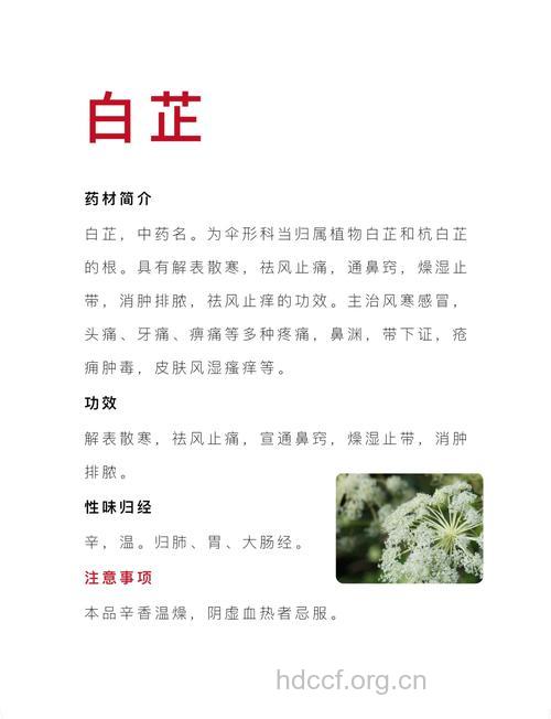 白芷的功效与作用
