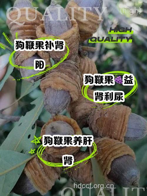 狗鞭的功效与作用