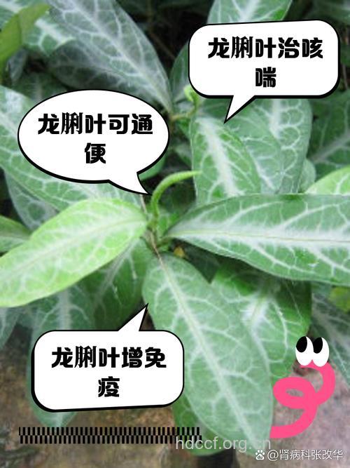 龙脷叶的作用与功效