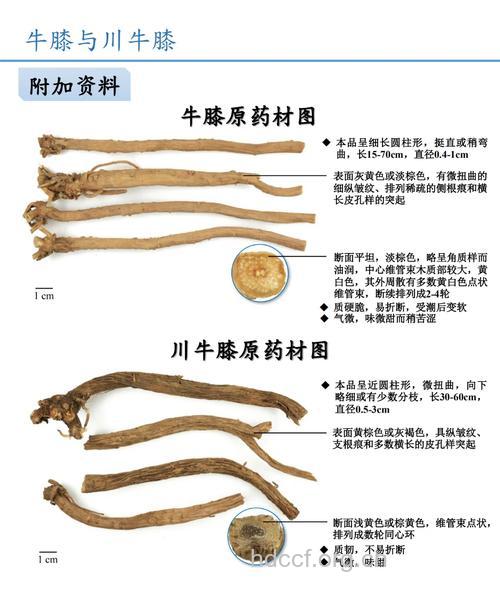 牛膝的功效与作用