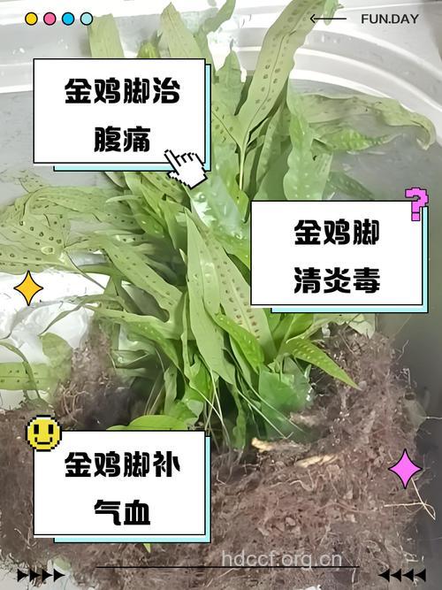 鸡脚的功效与作用