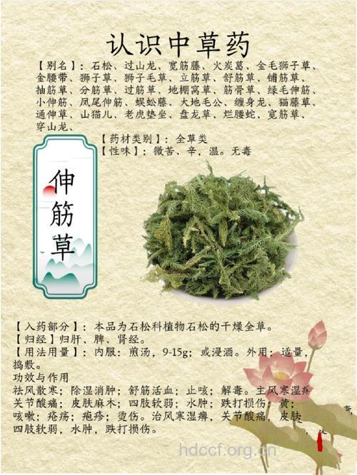 伸筋草的功效与作用