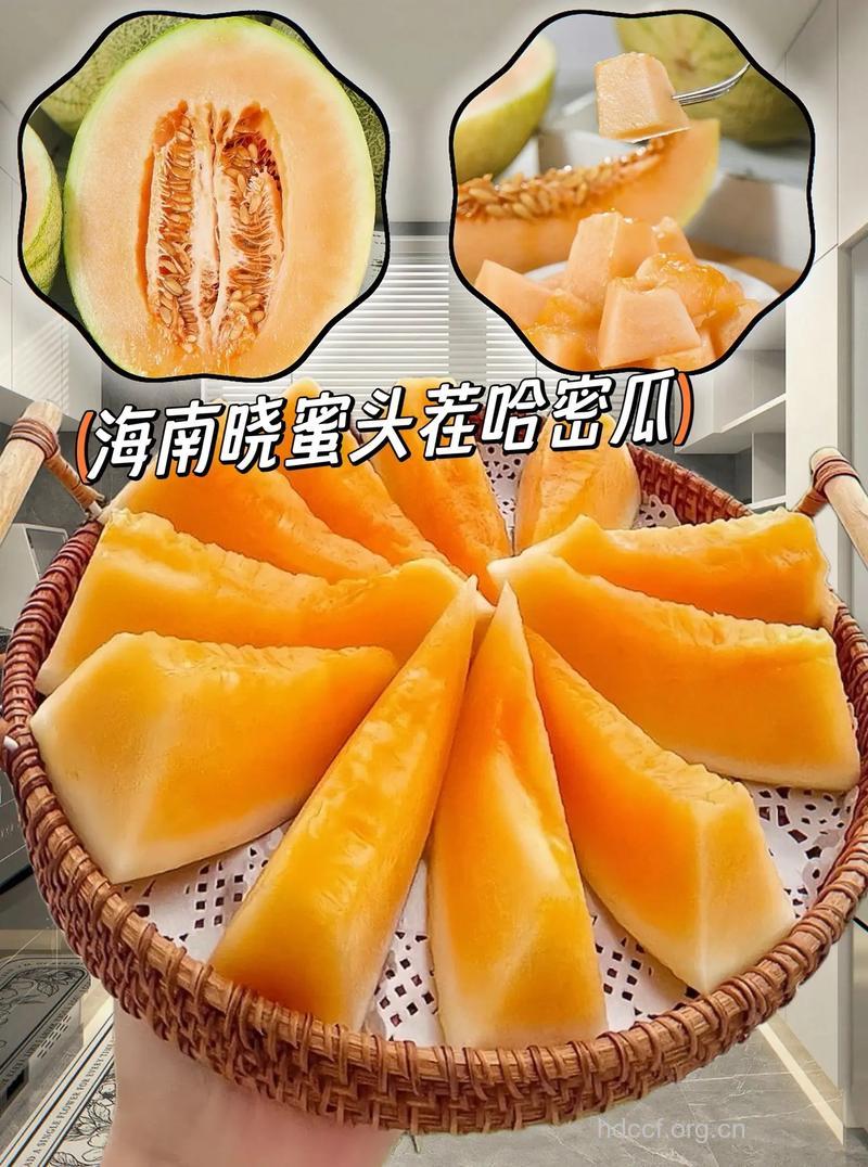哈密瓜乃“瓜中之王”
