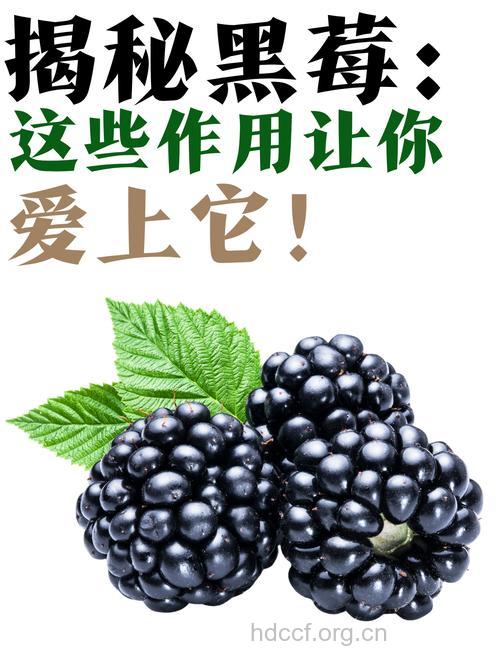 黑莓有哪些功呢?