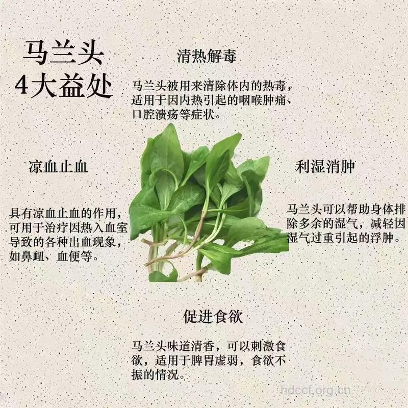 马兰头的功效与作用