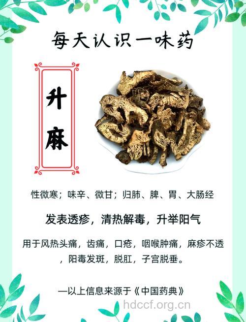 升麻的功效与作用