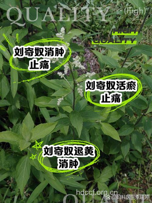 刘寄奴的功效与作用
