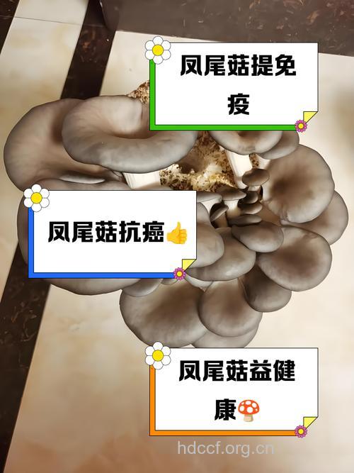 凤尾菇的功效和作用