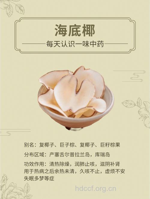 海底椰的功效与作用