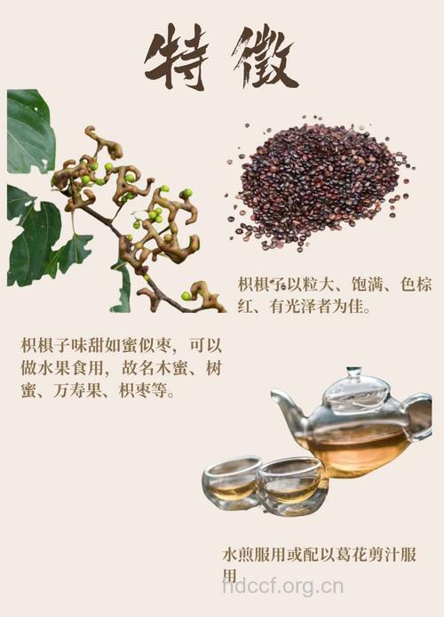 枳椇子的营养价值