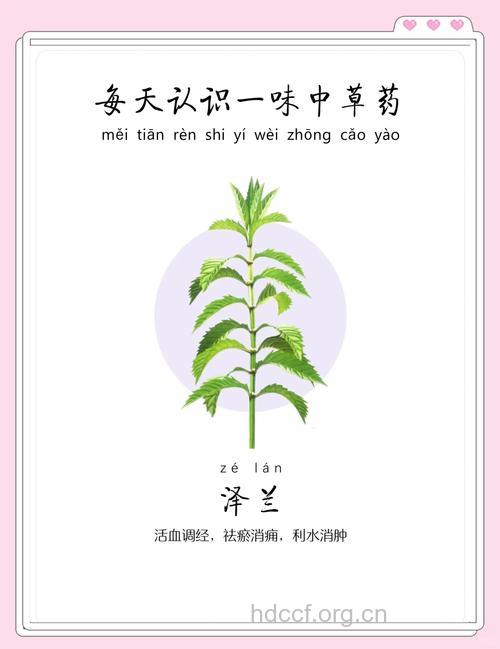 调经草的功效与作用