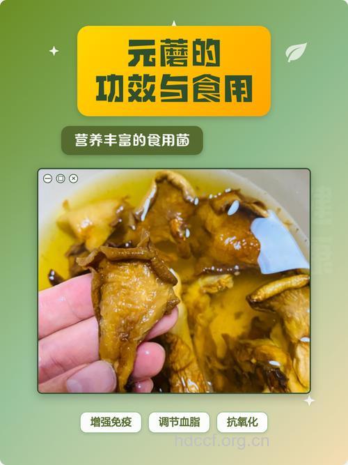 元蘑的功效与作用