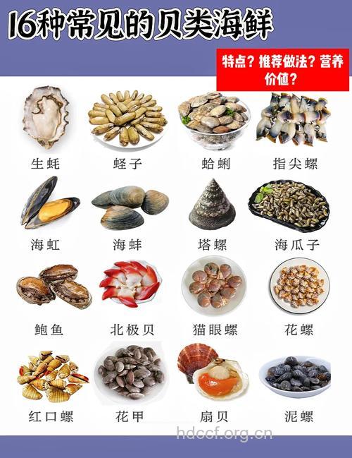 鲜贝的功效与作用