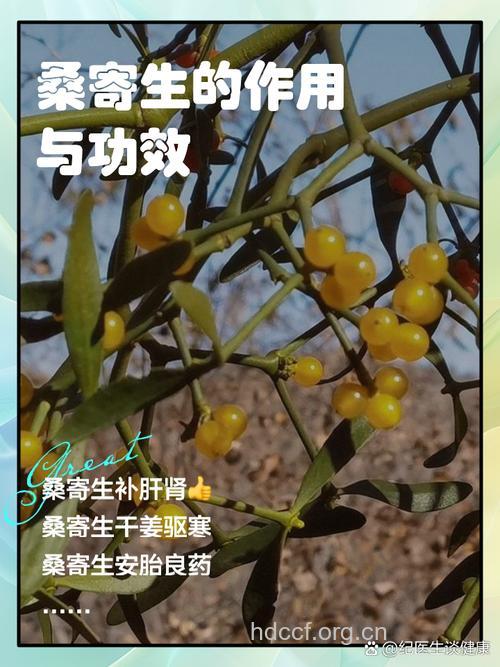 吃桑寄生有什么好处