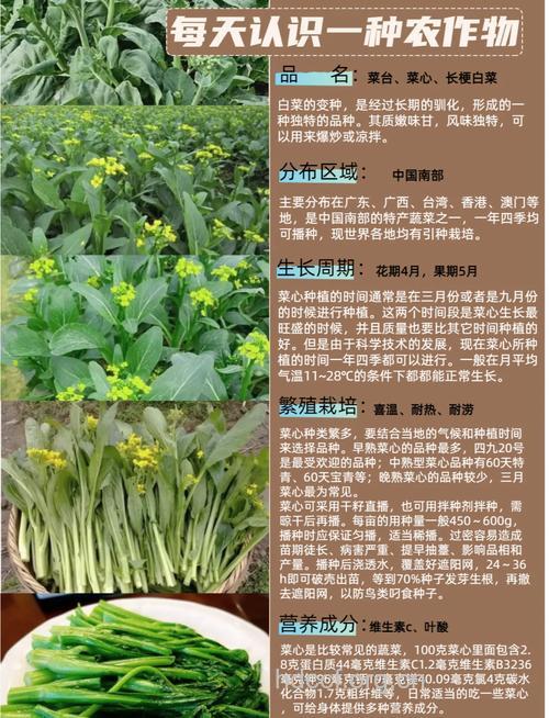 油菜心的功效与作用