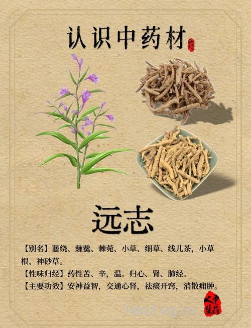 吃远志有哪些好处呢