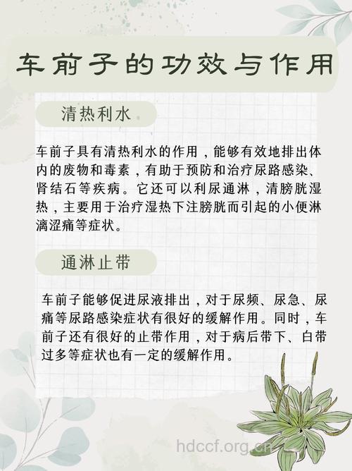 车前子的功效与作用